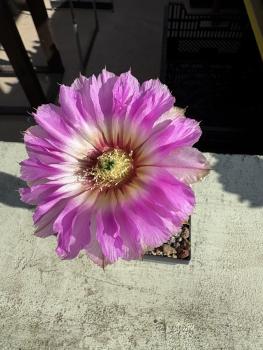 Echinocereus reichenbachii ssp caespitosus